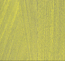 Ковровая плитка Milliken Facet fct 103 Citrus фото 1 | FLOORDEALER